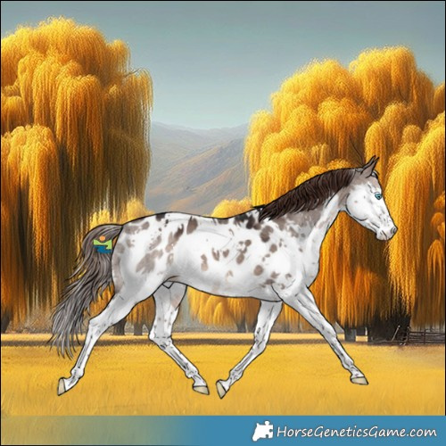Horse Color:White Spotted Brown Dun Mushroom Splash Appaloosa 
