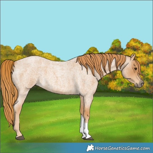 Horse Color:Red Roan Tobiano Rabicano 
