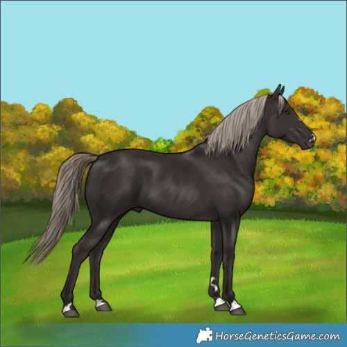 Horse Color:Liver Chestnut 