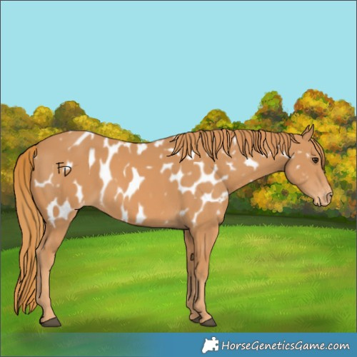 Horse Color:Chestnut Appaloosa 