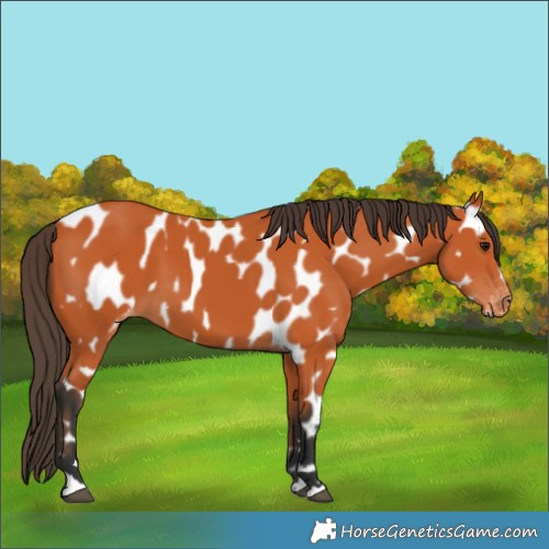 Horse Color:Bay Appaloosa 