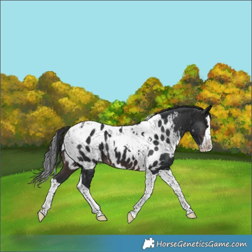 Horse Color:Brown Splash Tobiano Appaloosa 
