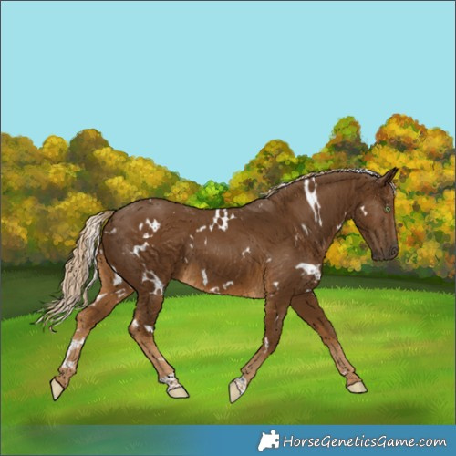 Horse Color:White Spotted Chocolate Palomino