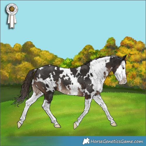 Horse Color:White Spotted Liver Chestnut Splash 