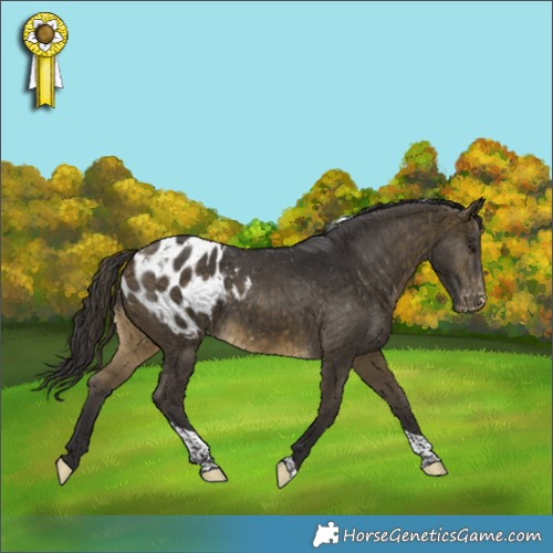 Horse Color:Buckskin Tobiano Appaloosa
