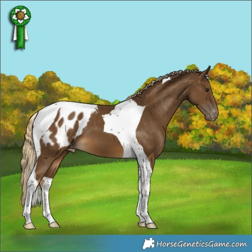 Horse Color:Chocolate Palomino Tobiano Appaloosa