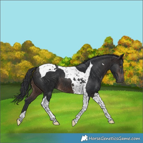 Horse Color:Brown Tobiano