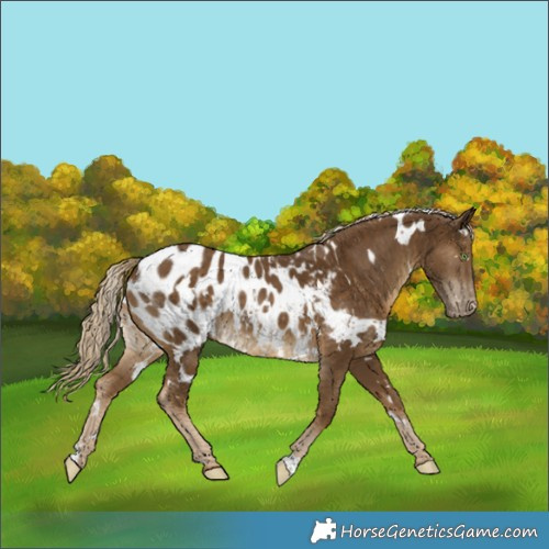 Horse Color:White Spotted Chocolate Palomino Appaloosa
