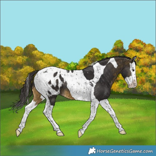 Horse Color:Buckskin Splash Tobiano Appaloosa 