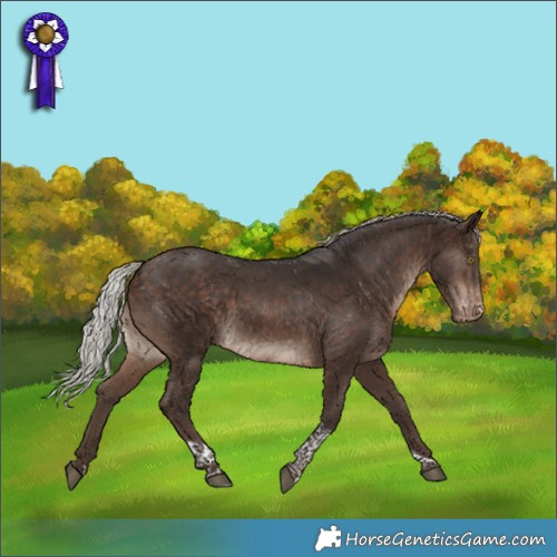 Horse Color:Silver Brown Tobiano Appaloosa