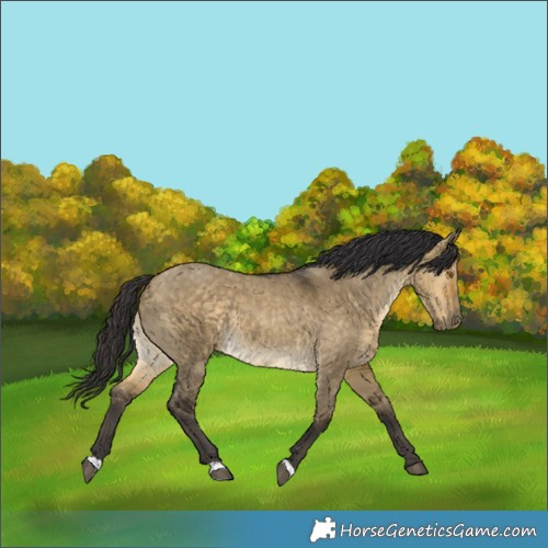 Horse Color:Buckskin Dun 