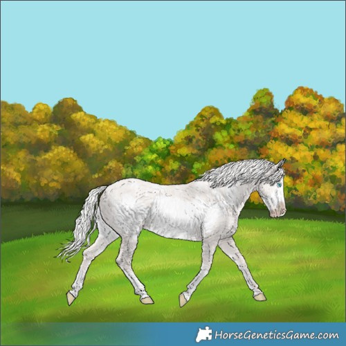 Horse Color:Powder White Silver Perlino Dun Sabino Frame 