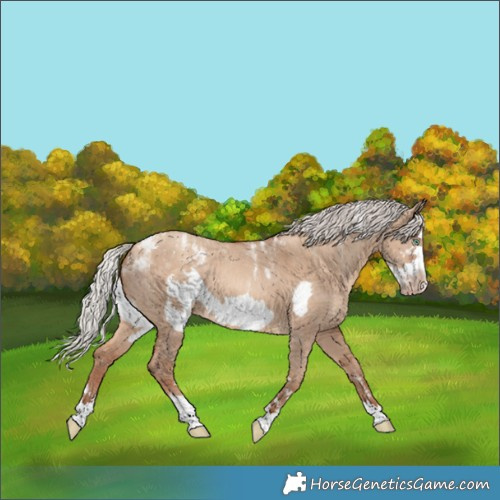 Horse Color:Powder White Silver Sable Champagne Dun Sabino Frame 