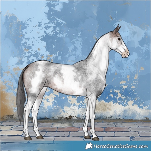 Horse Color:White Spotted Brown Roan