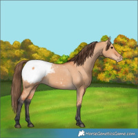 Horse Color:Bay Dun Snowcap 