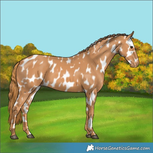 Horse Color:Chestnut Appaloosa 