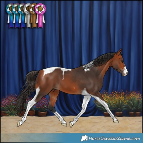 Horse Color:Bay Tobiano 