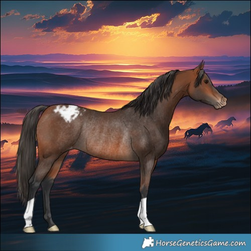 Horse Color:Bay Appaloosa Rabicano 