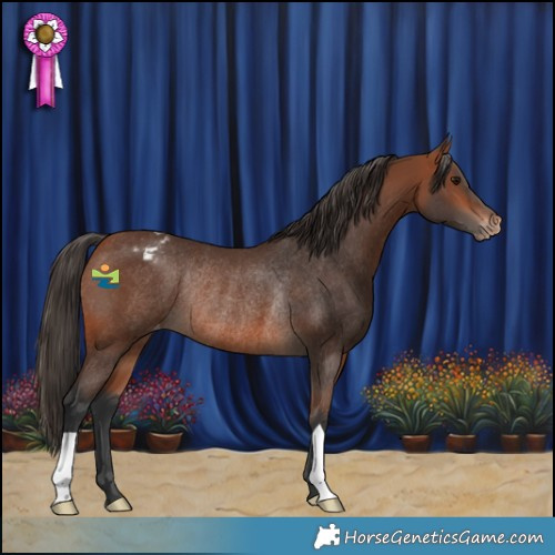 Horse Color:Bay Appaloosa Rabicano 