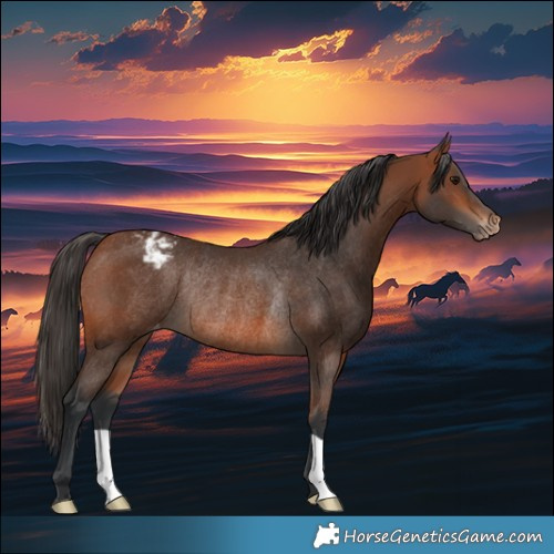 Horse Color:Bay Appaloosa Rabicano