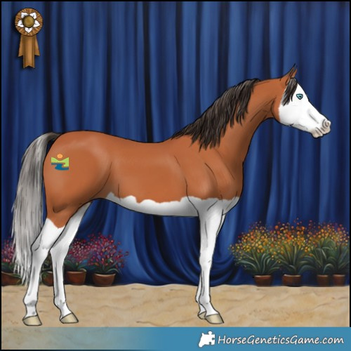 Horse Color:Bay Splash 