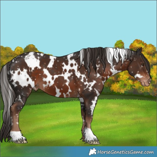 Horse Color:White Spotted Liver Chestnut Appaloosa 