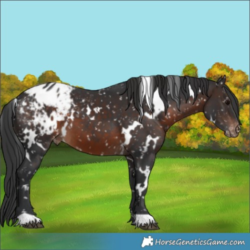 Horse Color:White Spotted Brown Appaloosa 