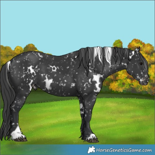 Horse Color:White Spotted Black Appaloosa 