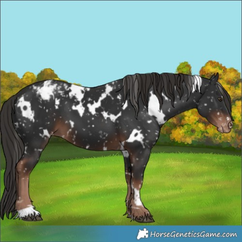 Horse Color:White Spotted Liver Chestnut Appaloosa 