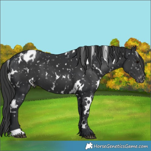Horse Color:White Spotted Black Appaloosa 