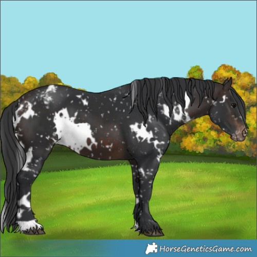 Horse Color:White Spotted Brown Appaloosa 