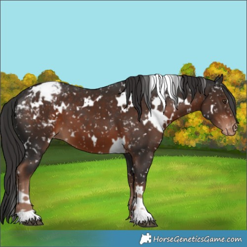 Horse Color:White Spotted Liver Chestnut Appaloosa 