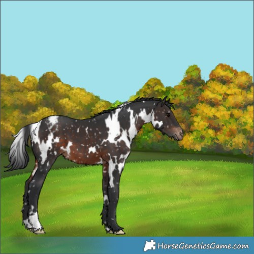 Horse Color:White Spotted Brown Appaloosa 