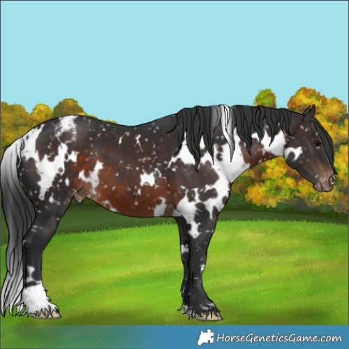 Horse Color:White Spotted Brown Appaloosa 