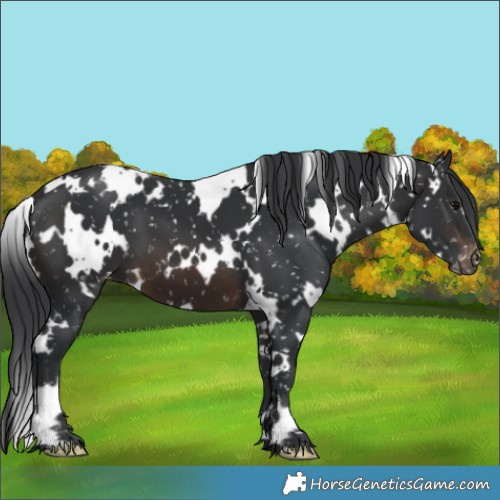 Horse Color:White Spotted Brown Appaloosa 