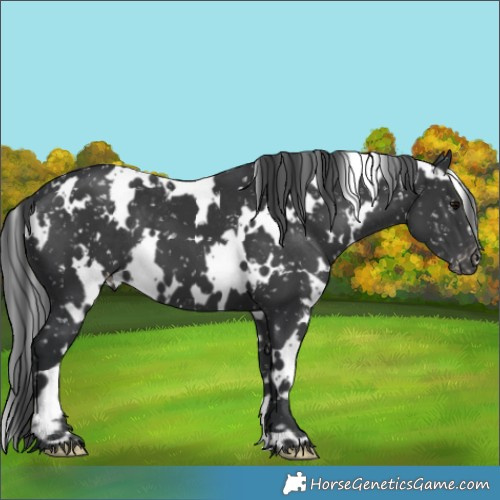 Horse Color:White Spotted Black Appaloosa 