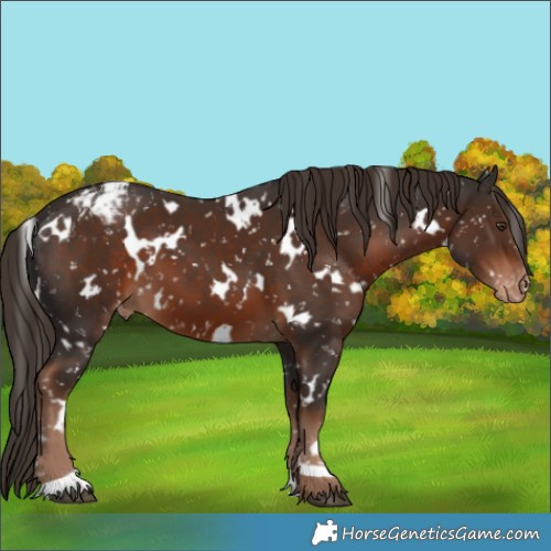 Horse Color:White Spotted Liver Chestnut Appaloosa 