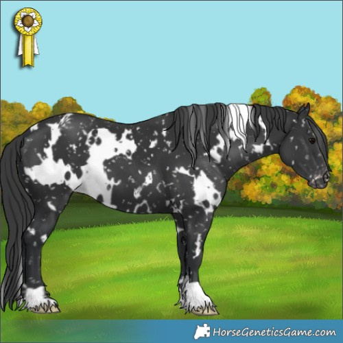 Horse Color:White Spotted Black Appaloosa 