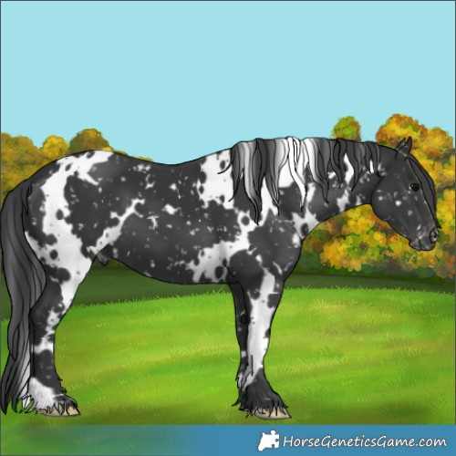 Horse Color:White Spotted Black Appaloosa 