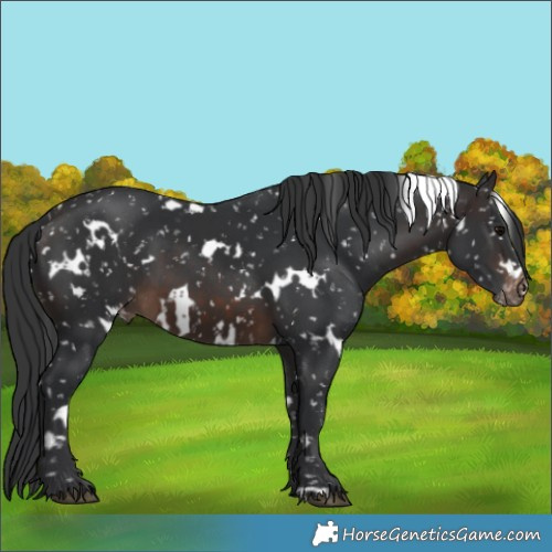 Horse Color:White Spotted Brown Appaloosa