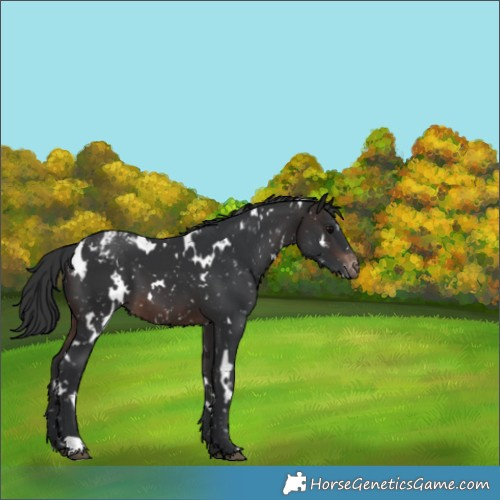 Horse Color:White Spotted Brown Appaloosa 