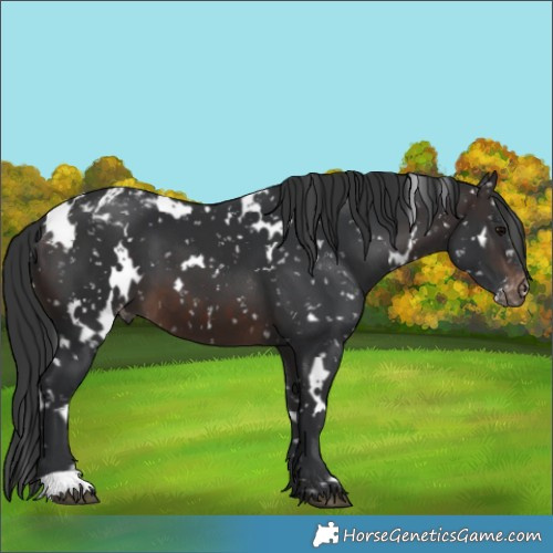 Horse Color:White Spotted Brown Appaloosa 