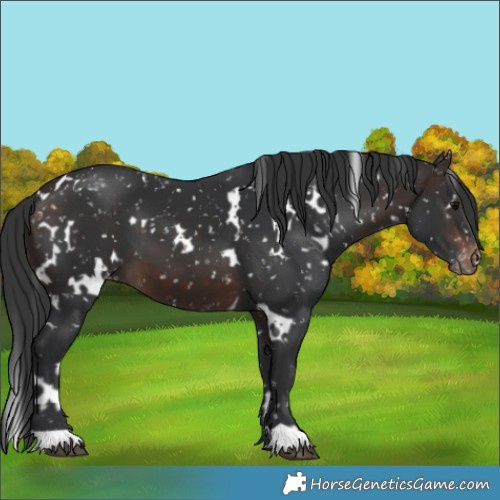Horse Color:White Spotted Brown Appaloosa 