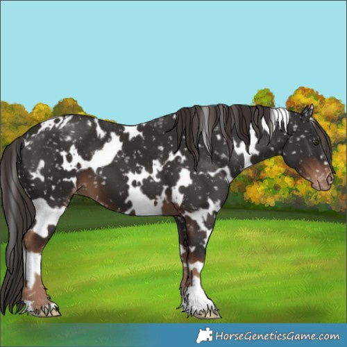 Horse Color:White Spotted Liver Chestnut Appaloosa 