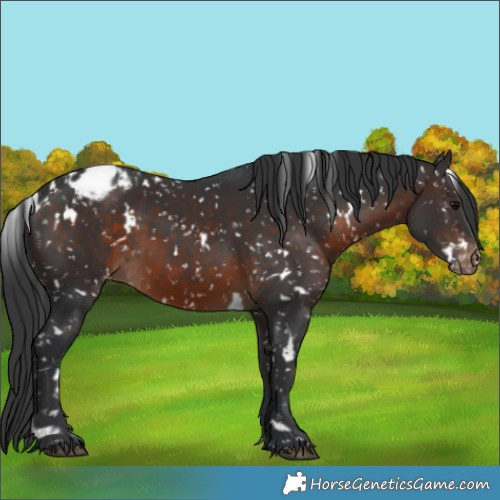Horse Color:White Spotted Brown Appaloosa 