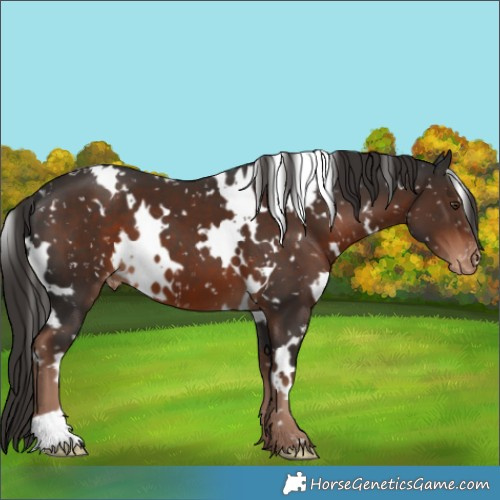 Horse Color:White Spotted Liver Chestnut Appaloosa 