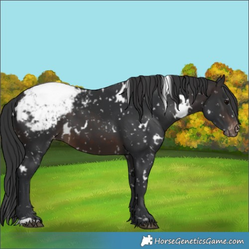 Horse Color:White Spotted Brown Appaloosa