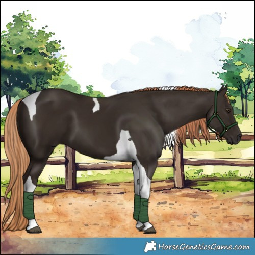 Horse Color:Liver Chestnut Tobiano 