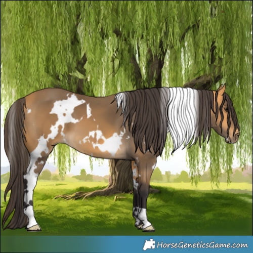 Horse Color:White Spotted Buckskin 