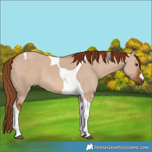 Horse Color:Red Dun Tobiano Rabicano 
